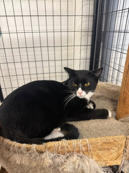 DAVY JONES - Domestic Short Hair available for adoption