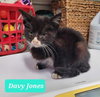 Davy Jones - Photo 4