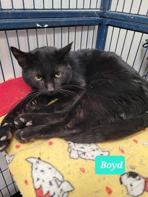 BOYD - Domestic Short Hair available for adoption