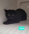 Boyd - Photo 4