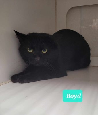 Boyd