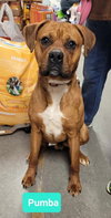 Pumba - Photo 2