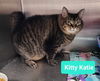 adoptable Cat in Richmond, IN named Kitty Katie