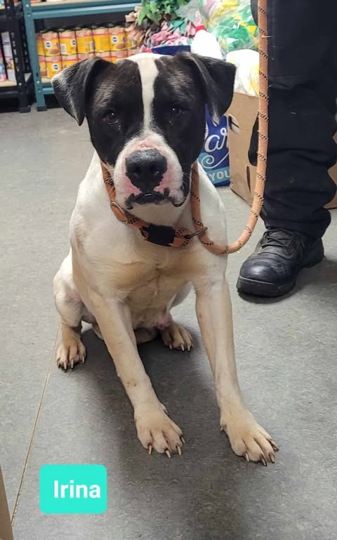 IRINA-SPONSORED - Pit Bull Terrier available for adoption