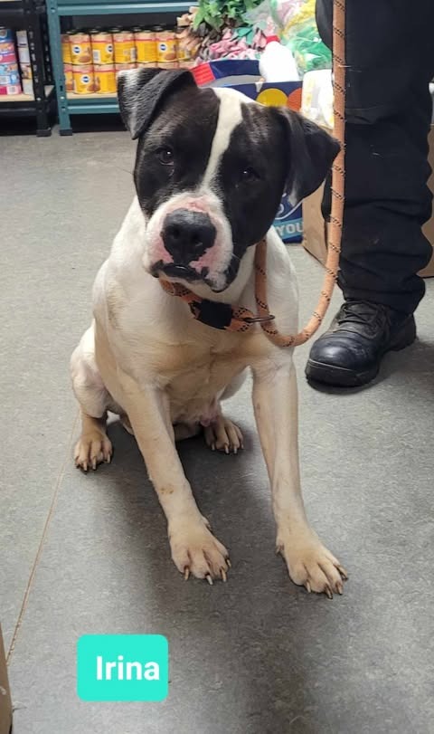 IRINA-SPONSORED - Pit Bull Terrier available for adoption