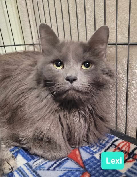 picture of the cat needing adoption
