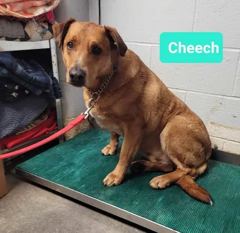 Cheech-Sponsored - Labrador Retriever