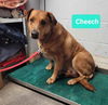 adoptable Dog in Richmond, IN named Cheech-Sponsored