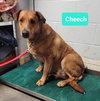 Cheech-Sponsored - Photo 2