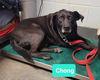 adoptable Dog in Richmond, IN named Chong-Sponsored