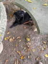 Chong-Sponsored - Photo 3