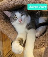 Aaron Purr - Photo 3