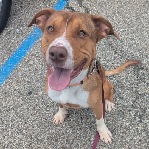 picture of the dog needing adoption
