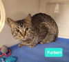 adoptable Cat in Richmond, IN named Furbert