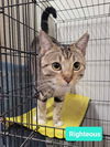 adoptable Cat in Richmond, IN named Righteous