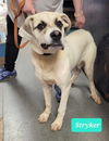 adoptable Dog in Richmond, IN named Stryker-Sponsored