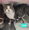 adoptable Cat in Richmond, IN named Isaak