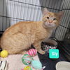 adoptable Cat in Richmond, IN named Sly