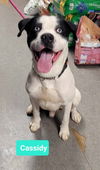 adoptable Dog in  named Cassidy
