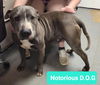 adoptable Dog in Richmond, IN named Notorious D.O.G