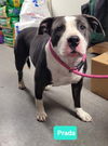 adoptable Dog in  named Prada