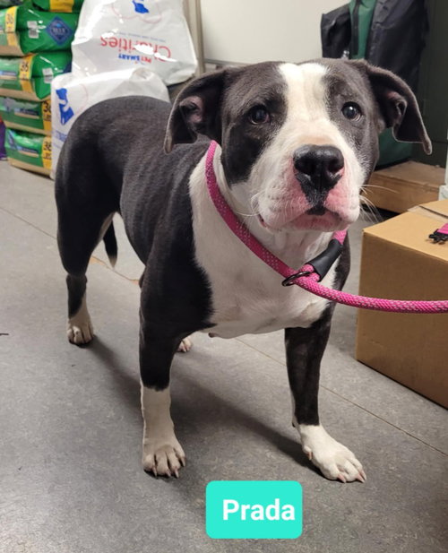 PRADA - Pit Bull Terrier available for adoption