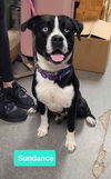 adoptable Dog in  named Sundance