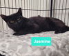 adoptable Cat in Richmond, IN named Jasmine