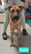 adoptable Dog in  named Castillo