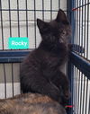 adoptable Cat in Richmond, IN named Rocky