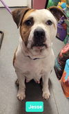 adoptable Dog in Richmond, IN named Jesse-Sponsored