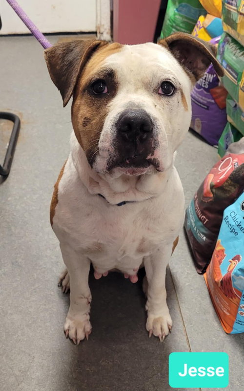 JESSE-SPONSORED - American Staffordshire Terrier / Staffordshire Bull Terrier available for adoption