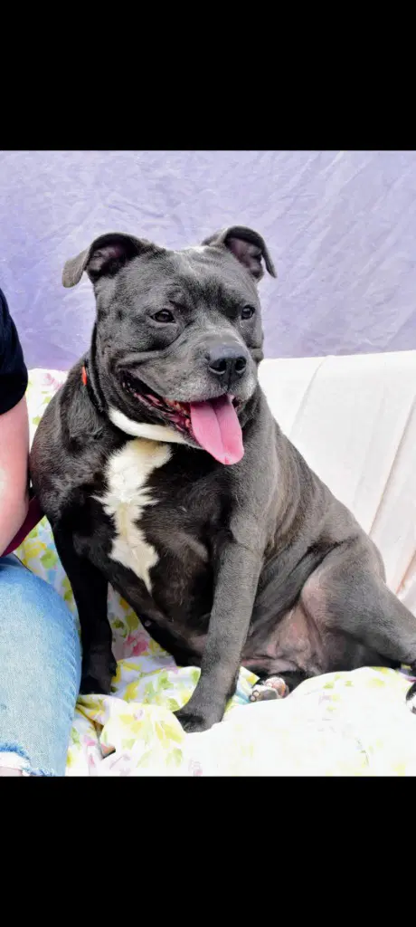 Nala-Sponsored - Pit Bull Terrier