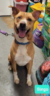 adoptable Dog in  named Bingo