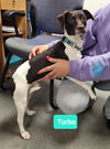adoptable Dog in Richmond, IN named Turbo