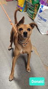 adoptable Dog in  named Donald