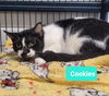 adoptable Cat in , IN named Cookies