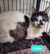 adoptable Cat in , IN named Cream