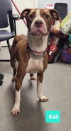 adoptable Dog in  named Kali