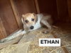 adoptable Dog in , IN named Ethan