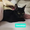 adoptable Cat in Richmond, IN named Gwendolyn