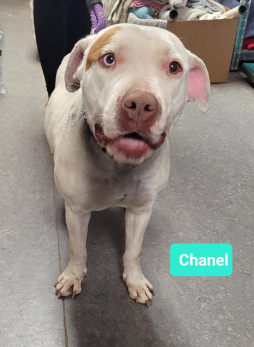 CHANEL - American Staffordshire Terrier available for adoption