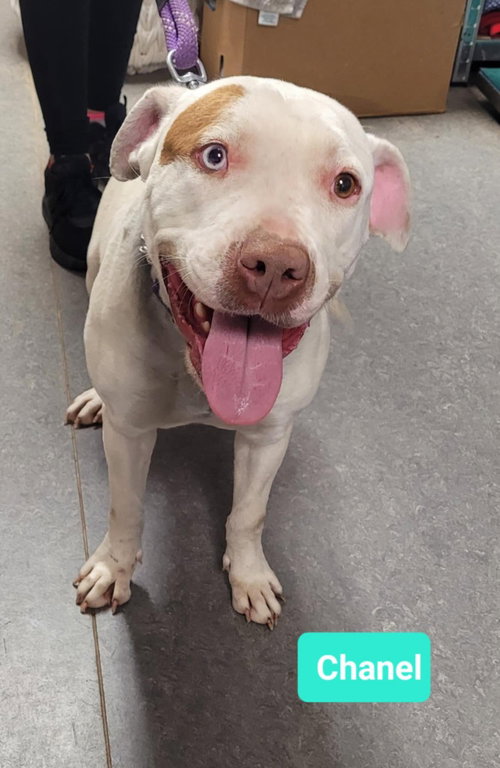 CHANEL - American Staffordshire Terrier available for adoption