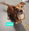 adoptable Dog in  named Daphne