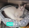 adoptable Cat in Richmond, IN named Picard