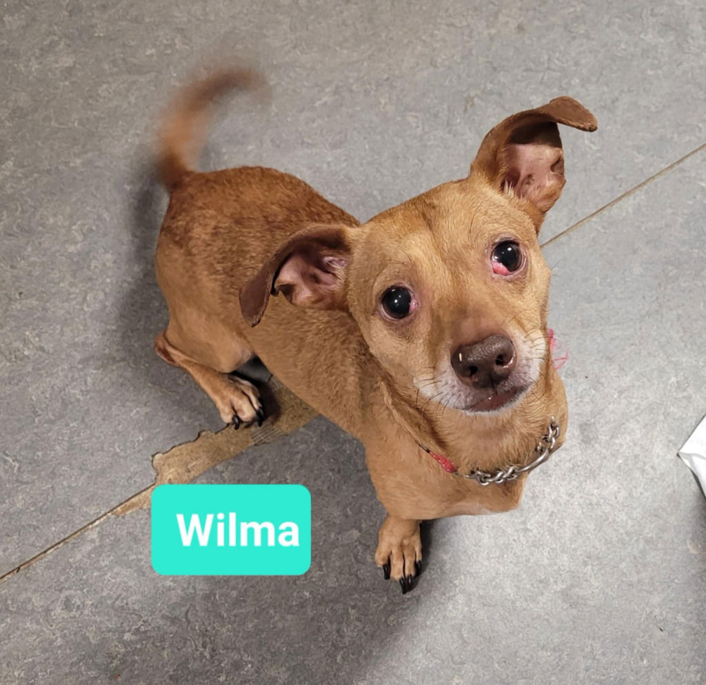 adoptable Dog in Richmond, IN named Wilma