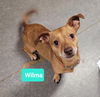 adoptable Dog in  named Wilma