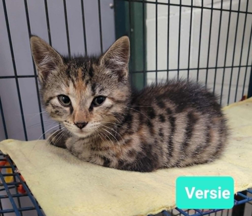 adoptable Cat in Richmond, IN named Versie