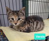 adoptable Cat in Richmond, IN named Versie