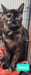 adoptable Cat in Richmond, IN named Nessa